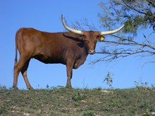 TBill's Rosie
