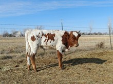 WTR Super Bull