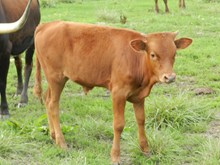 WTR SUPER DUST BULL