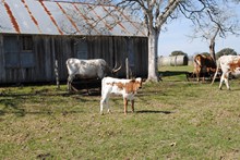 Just Right/ Shooting Star heifer