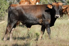 DC Dancin Dakota bull calf