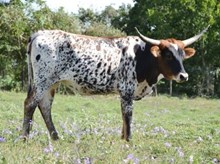 Juisache's Copy PC362 