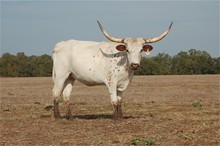 Miss Texas Pearl