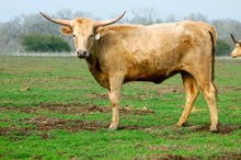 Miss Texas Supreme