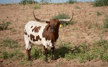 Cinnamon Spots CB