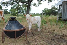 Ultra Violet x J.R. Just Right heifer