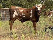 Bunny Steer
