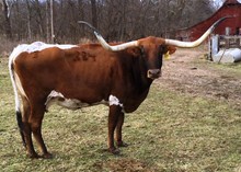 EOT AUZZIE'S TIERRA 884