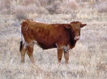 Ella's 2011 bull