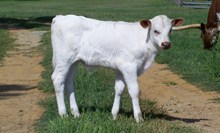 13evitabullcalf