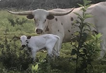 FF Windy Bull