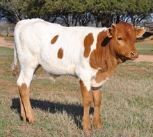 Double LB Ferd