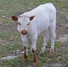 Fiery Starburst heifer
