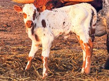 3P RED STRIPE FOX 
