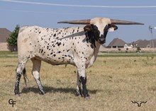 GF Rawhide Rhonda