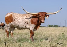 GF Dyna-Zar