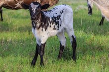 BSL GOLD SADDLES hfr