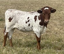 LF Gracie Lynn