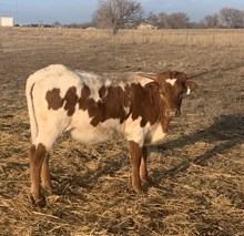 JBR MISS MOLLY 400