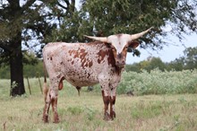 HRT JUNE'S COWBOY