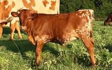 Hombre x Super Radiant