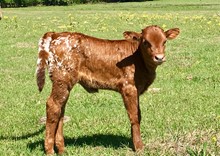 Tuff Hombre / Miss Suzi