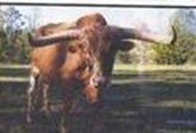 Horse Head Professional