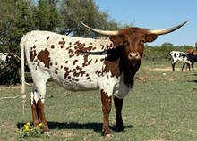 Hot Dang LHB