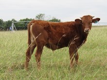 IM STEER 36/17