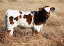 2017 Star of Reason Heifer
