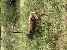 MML EL Dream Maker bull calf
