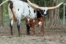 RJF Heavenly Glory 2026 Heifer Calf