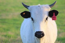 2022 Porky's Pearl Heifer