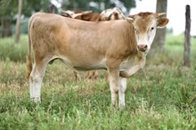 BDF3J Lil' Dusty (steer)
