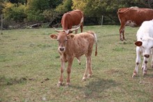 Rockette 2020 Bull Calf