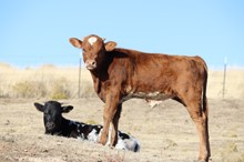 Echo's 2018 Bull