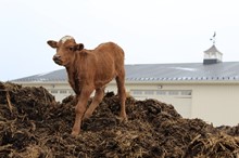 LULLABY'S BULL  