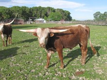 Bull #75
