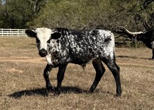 CRYSTAL'S BULL