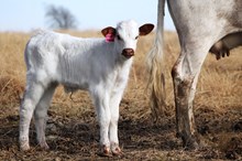 2017 Shenandoah Bull