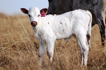 2017 Sippin on Jack Heifer