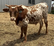 IM BULL 34/24