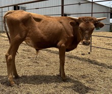 IM BULL 16/24