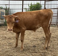 IM BULL 1/25