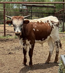 IM BULL 13/24