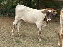 IM BULL 4/25