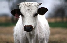2017 Georgia Peach Bull Calf