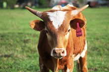 2018 Swiss Edelweiss Heifer