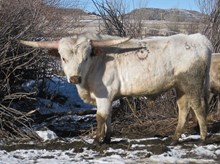 Hodges Blanco 64