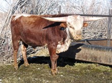 Bull #61